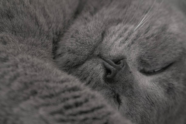 British shorthair Cat's nose macro photo close up