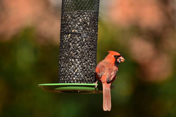 istock Male Cardinal On A Feeder 1340560960