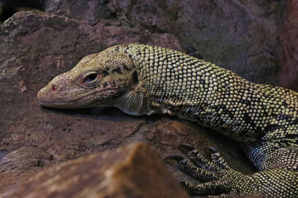 istock The lizard lies on a stone in the shade. 1340561034