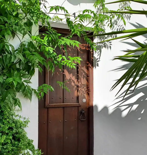 Wooden house door with plant leaves in front. White wall with shadows. Rural house entrance. Simplicity.