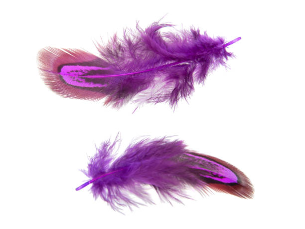 istock Purple decorative colorful pheasant bird feather isolated on the white background 1340561315