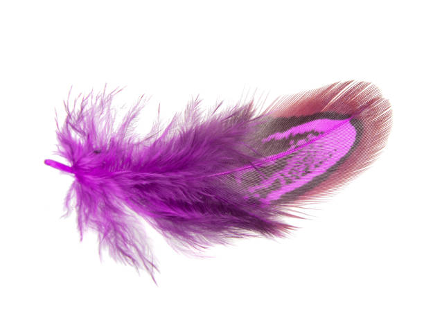 istock Purple decorative colorful pheasant bird feather isolated on the white background 1340561930