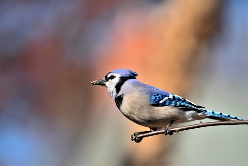 A blue jay perches on a branch.