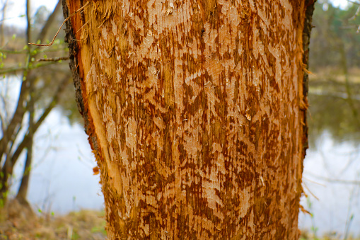 Close-up of a tree trunk without bark. Beavers destroy the tree, out of focus