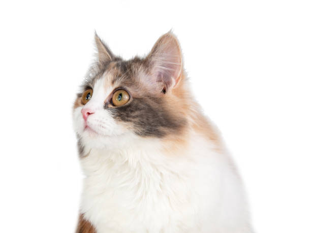 istock Bright fluffy funny cat isolated on the white background 1340562097