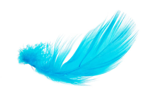istock Delicate elegant blue feather isolated on the white background 1340562247