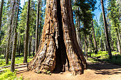 sequoia-national-park-in-kalifornien.jpg?b=1&s=170x170&k=20&c=FZ30JEXlFsEF9uqPyIG1nBtsK38Kkv5s7FIA46ZA6yo=