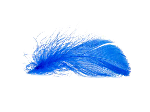 istock Delicate elegant blue feather isolated on the white background 1340562431