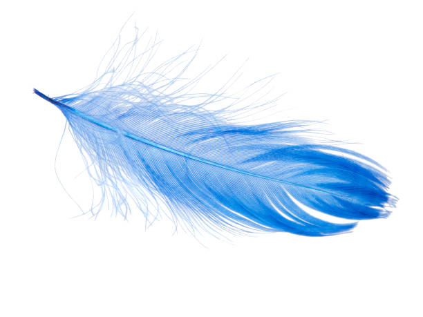 istock Elegant blue feather isolated on the white background 1340563677