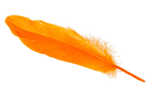 istock Elegant oange feather isolated on the white background 1340563688