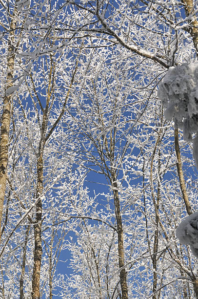 Foresta invernale - foto stock