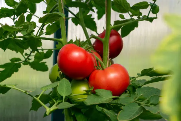 Bunch of organic ripe red juicy tomato in greenhouse. Homegrown, gardening and agriculture consept. Solanum lycopersicum. Cover for packaging seeds. Tomato plantation