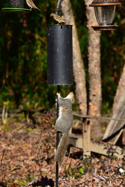 gray squirrel and bird feeder baffle - baffle imagens e fotografias de stock