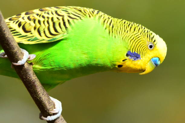 istock Green and Yellow Parrot 1340564537