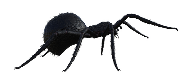3d illustration of a large black hairy spider walking forward isolated on a white background.