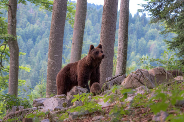 istock European brown bear (Ursus arctos arctos) wanders through the forest in Slovenia, 1340565483