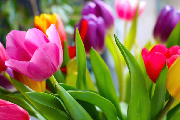 istock Beautiful fragrant blooming tulips in the garden. 1340565493
