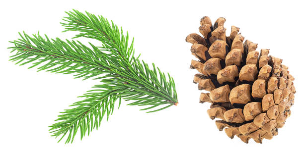 白い背景に孤立した針と松ぼっくりと緑のモミの木のスプルース枝。 - pine tree pine cone branch isolated ストックフォトと画像