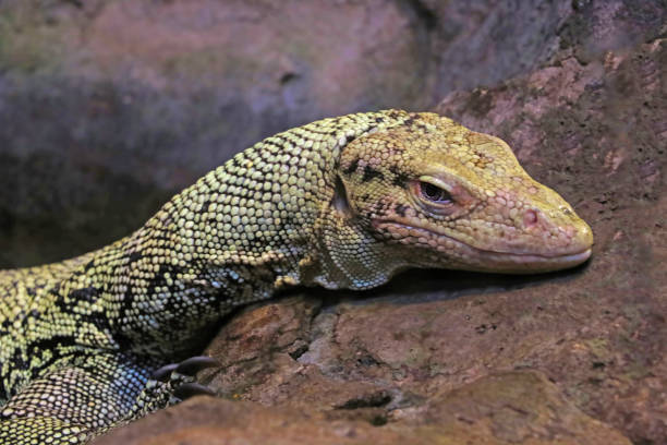 istock Small lizard close-up in the animal park. 1340565705