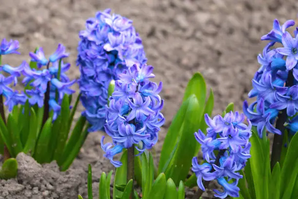 Photo of View of a beautiful blooming hyacinth in the park in spring.