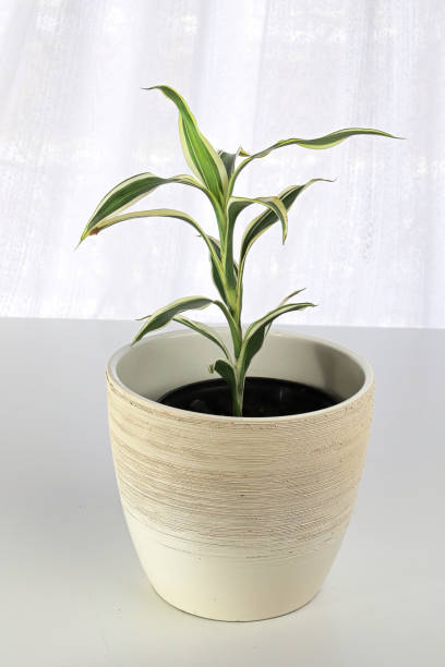 istock Closeup of a Ribbon Spider Plant on a white table 1340566965