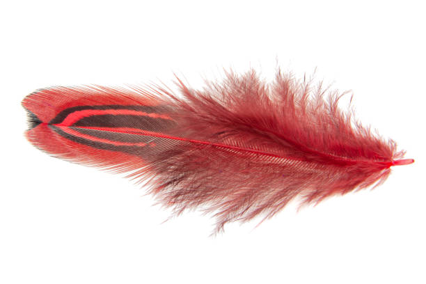 istock Red decorative colorful pheasant bird feather isolated on the white background 1340567155
