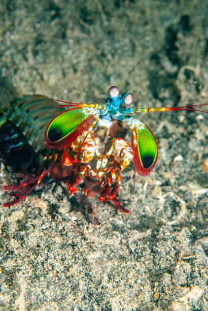 istock Sulawesi, Indonesia 1340567186
