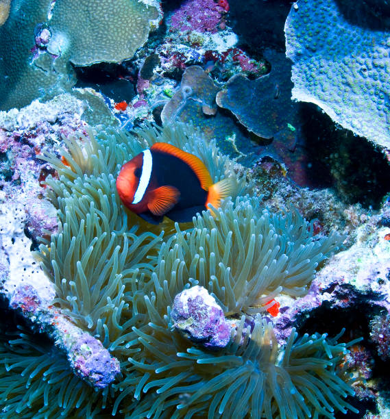 istock Sulawesi, Indonesia 1340567219