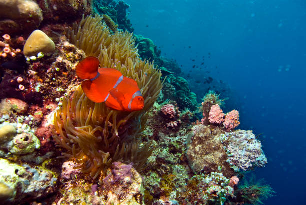 istock Sulawesi, Indonesia 1340567235