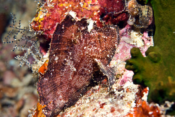 istock Sulawesi, Indonesia 1340567859
