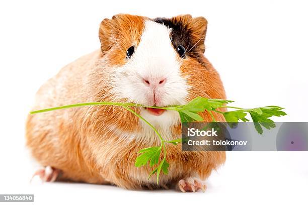 Brown And White Guinea Pig Eating A Green Sprig Stock Photo - Download Image Now - Guinea Pig, White Background, Eating