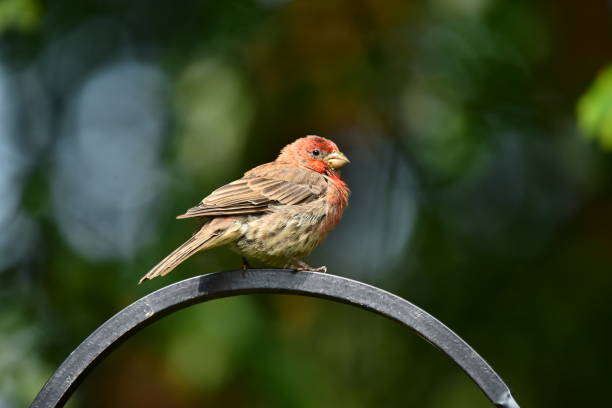 istock A Young House Finch Perches 1340568571
