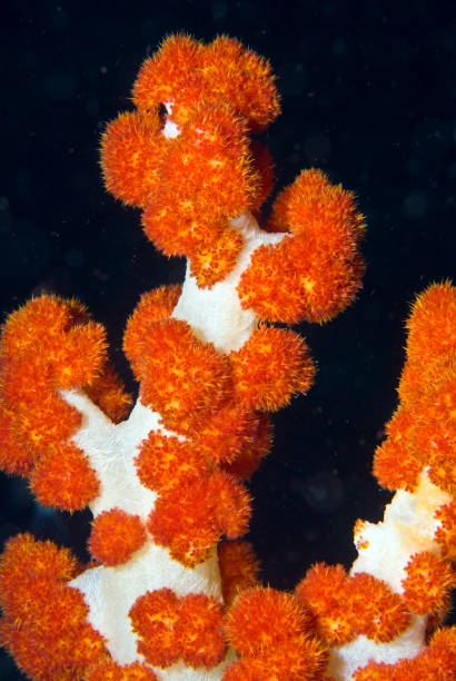 istock Sulawesi, Indonesia 1340568609