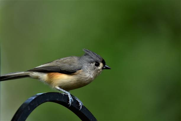 istock Adult Tufted Titmouse 1340568784