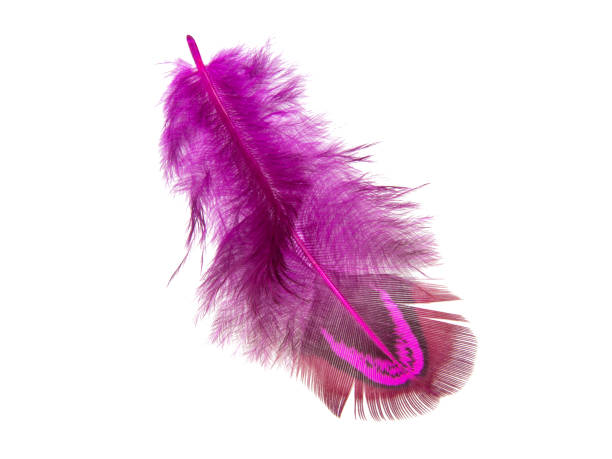 istock Decorative pink pheasant bird feather isolated on the white background 1340570032