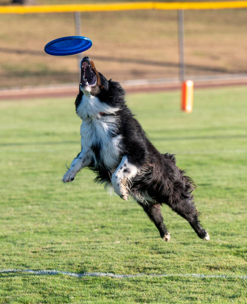 istock Black and white Australian Shepherd about to catch a disc 1340571795