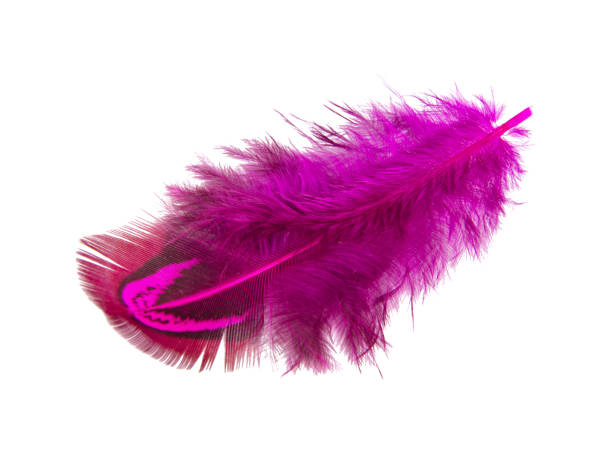 istock Elegant violet pheasant feather isolated on the white background 1340571812