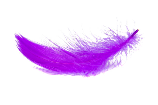 istock Purple violet fluffy elegance feather isolated on the white background 1340573865