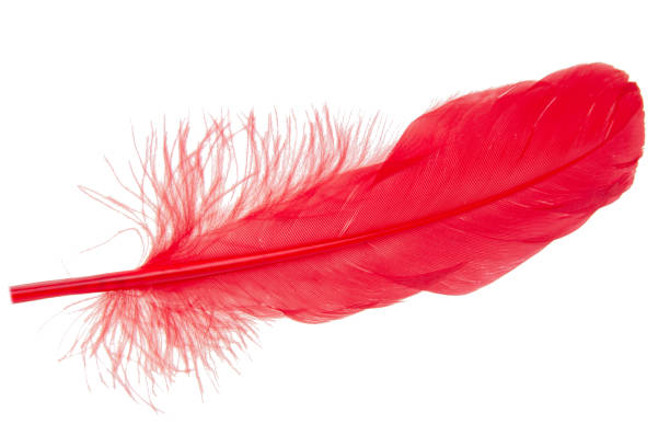 istock Elegant red feather isolated on the white background 1340573884
