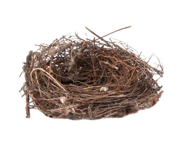 istock Bird wooden nest isolated on the white background 1340574185