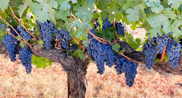 istock Ripe Merlot Grapes Ready for Harvest 1340579433