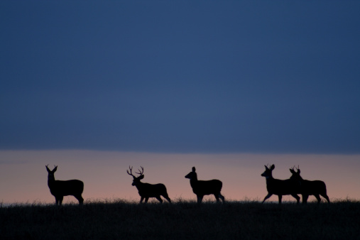 Deer on on the plains.