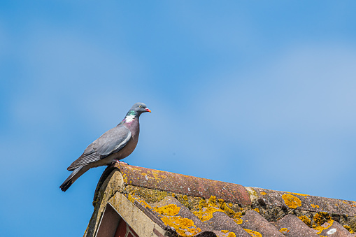 Wood pigeon perched on a house roof