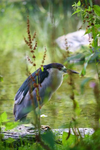 istock Crane at Lotherton Hall 1340582218