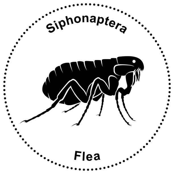 ilustrações de stock, clip art, desenhos animados e ícones de semiabstract figure of a flea siphonaptera - ectoparasite