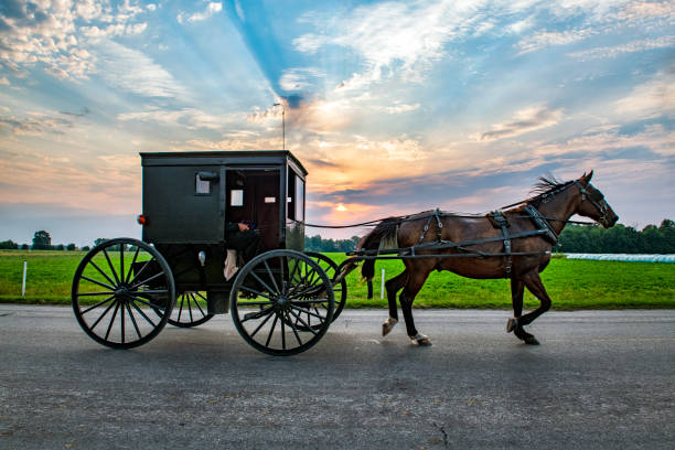 amish buggy al amanecer - cochero fotografías e imágenes de stock