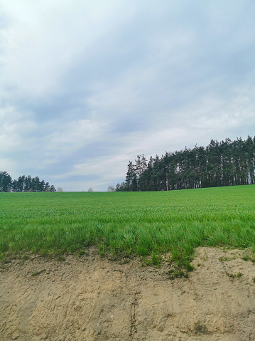 Photo of green meadow, trees and the edge of visible yellow clay