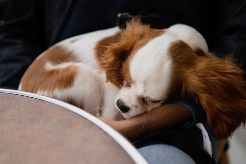 Puppy sleeping in arm's owner