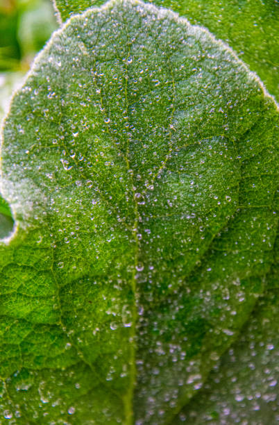 istock Herbs in the September rain 1340583903