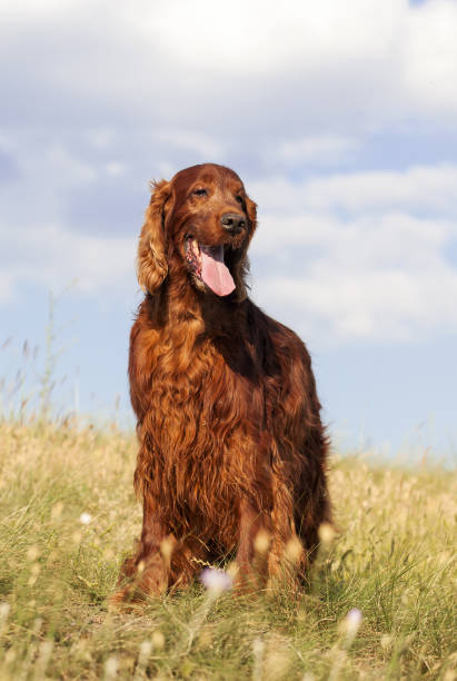 istock Beautiful pet dog panting in the grass 1340584158